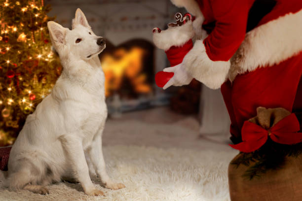 istock Dog sits expectantly before Santa Claus 1284880744