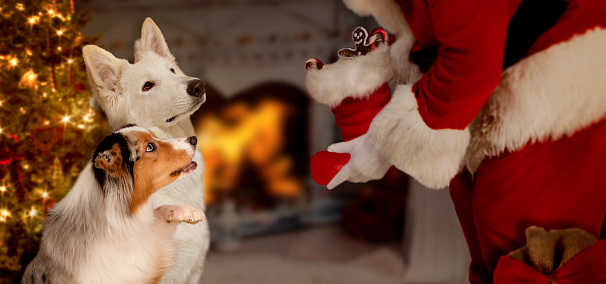two dogs sat expectantly in front of Santa Claus with presents in a Christmassy decorated living room with illuminated Christmas tree and open fire
