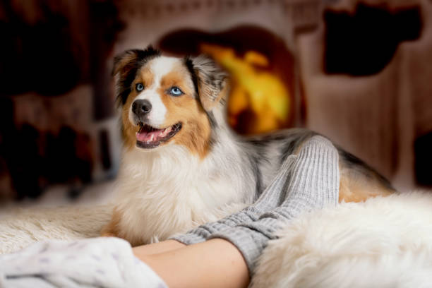 cosy winter evening with dog Woman lies with dog in winter in front of an open fireplace with fire and relaxes. australian shepherd stock pictures, royalty-free photos & images