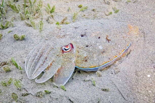 Cuttlefish or cuttles are marine molluscs of the order Sepiida. They belong to the class Cephalopoda, which also includes squid, octopuses, and nautiluses. Cuttlefish have a unique internal shell, the cuttlebone.