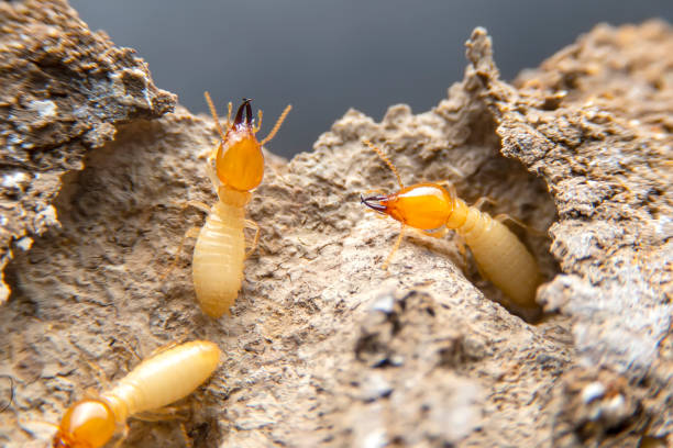 termiti nel nido su uno sfondo bianco. i piccoli animali sono pericolosi per l'habitat. - termite foto e immagini stock