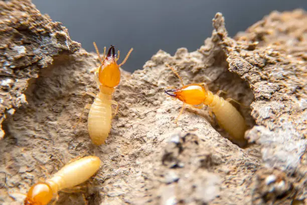 Photo of Termites in the nest on a white background. Small animals are dangerous for habitat.