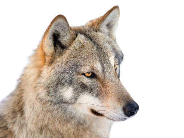 istock Gray wolf portrait isolated on white 1284882533