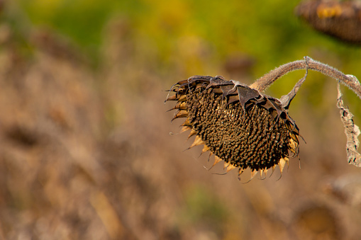 Close up of a dry sunflower plant in autumn