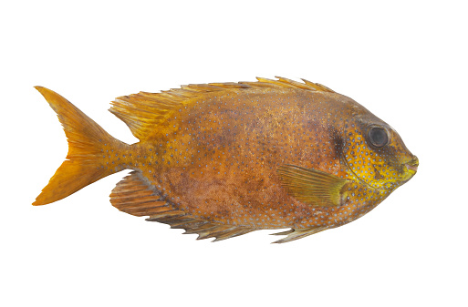 Rabbitfish or spinefoot fish isolated on white background