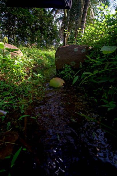 vista vertical de un coco aguas arriba arrastrado por el agua que fluye - water rainforest frond tropical climate fotografías e imágenes de stock