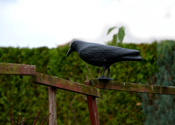 plastic black mock-up, of a raven sitting and scaring other birds from eating a fruit crop in the garden of blueberries, strawberries, cherries and chasing pigeons incense shit, feces sitting on the terrace, building fence, birdwatching, crow, ornithology, corvid, corvidae, carrion, dark, plastic, black, mock-up, parody, raven, sitting, other, birds, eating, scarry, fruit, crop, garden, vegetable, blueberry, strawberry, protect, wooden, cherries, construction, chasing, pigeon, incense, scare, model crow eating carrion stock pictures, royalty-free photos & images