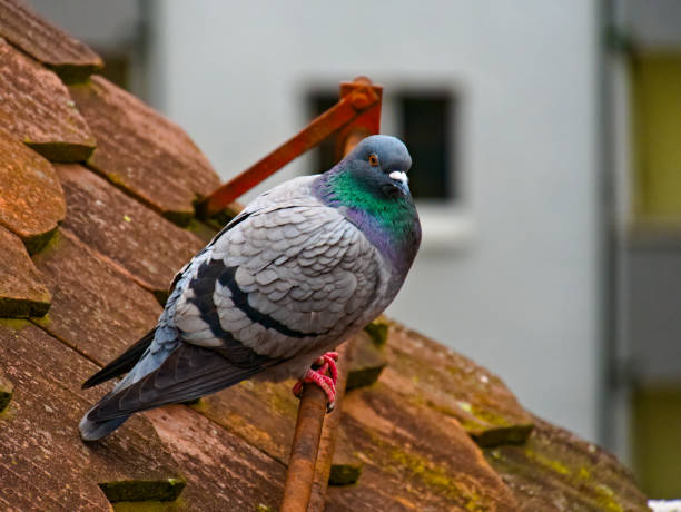 Rock dove on a roof with tiles looks in the direction of the camera Rock dove on a roof with tiles looks in the direction of the camera. Seen in the city of Lucerne, Switzerland pigeon meat photos stock pictures, royalty-free photos & images