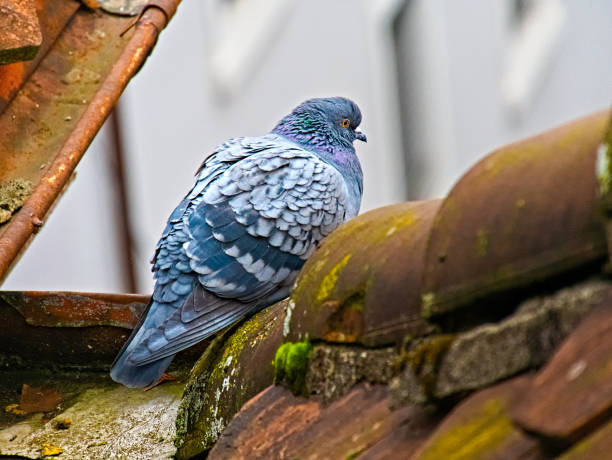 istock Rock dove on a roof, seen from behind 1284886671
