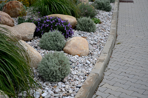 ornamental flower bed with perennial pine and gray granite boulders, mulched bark and pebbles in an urban setting near the parking lot shopping center.