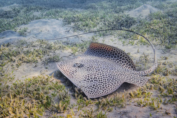 istock Reticulate whipray or honeycomb stingray (Himantura uarnak) in Red Sea - Marsa Alam - Egypt 1284886707