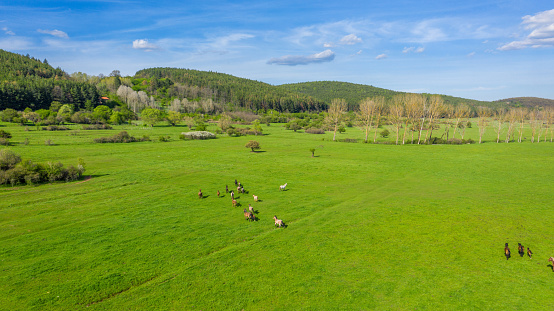 Aerial view of herd of horses grazing in the green grass. A group of various beautiful breeding horses.