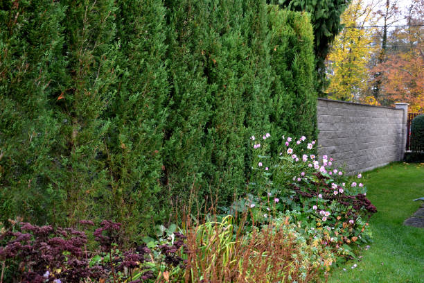 l’hybride cyprès pousse rapidement et forme de belles haies de conifères gris, vert. mince et large. boucliers comme un mur de pierre de béton comme une route. haie de soutènement de granit dense coupe. allée de jardin de l’intimité de voisins - landscaped retaining wall wall stone photos et images de collection