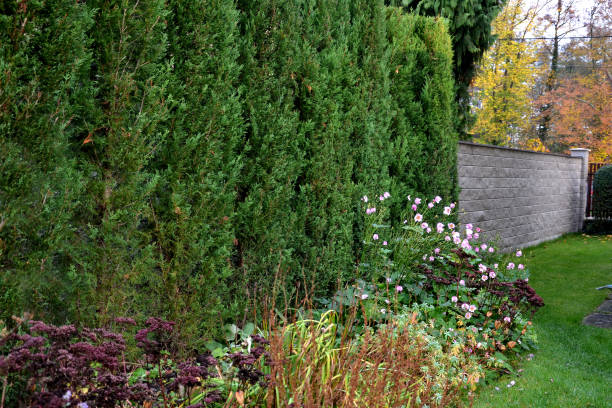 ヒノキのハイブリッドは急速に成長し、緑の上流の灰色の美しい生け垣を形成します。スリムで幅広い。道路のようなコンクリートの石の壁のような盾。花崗岩擁壁密カットヘッジ。隣人の� - retaining wall flower bed ornamental garden landscaped ストックフォトと画像