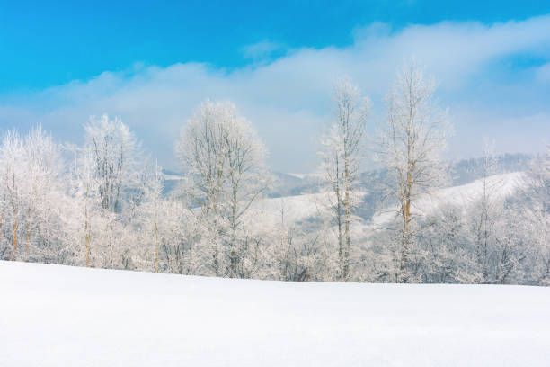 istock trees in hoarfrost on a snow covered meadow 1284887247