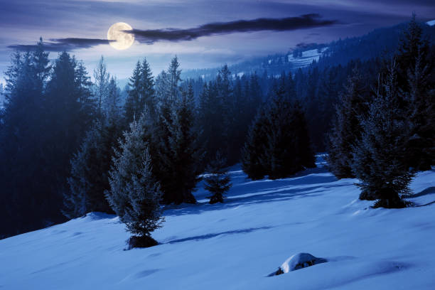 istock spruce forest on a snow covered hill at night 1284887255