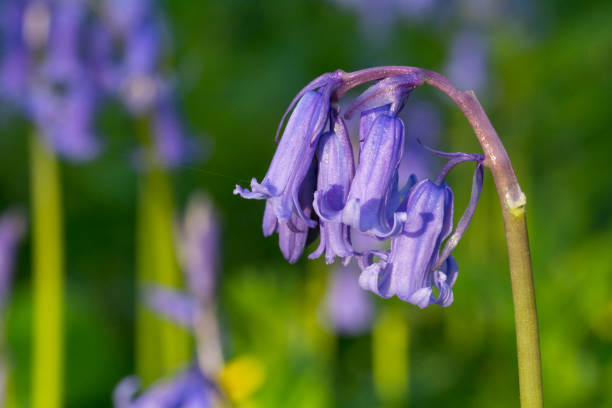 istock Single Bluebell in a bluebell wood 1284887296