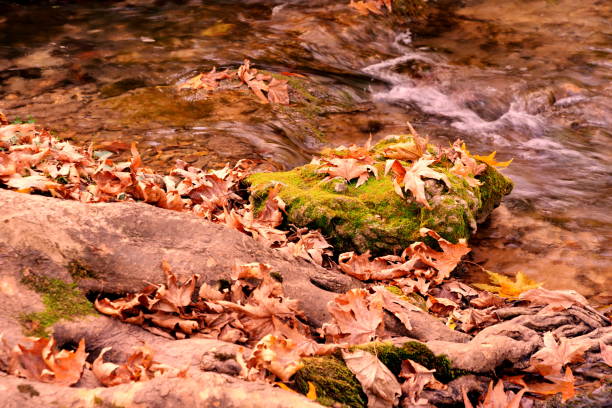 istock gorgeous forests and autumn colors 1284887944