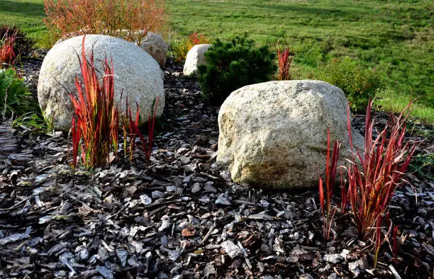 Photo of ornamental flower bed with perennial pine and gray granite boulders, mulched bark and pebbles in an urban setting near the parking lot shopping center.