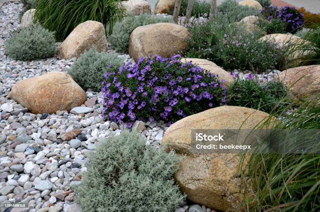 ornamental flower bed with perennial pine and gray granite boulders, mulched bark and pebbles in an urban setting near the parking lot shopping center. alopecuroides, amellus, aster, belgii, boulders, center, chamaecyparissus, circle, concrete, curb, cylindrica, dumosum, entrance, flowerbed, garden, golden, granite, grass, gray, hameln, imperata, japonica, light, line, lot, mulch, mulched, near, novi, park, pebble, pebbles, pennisetum, perennial, pine, prairie, princess, purple, river, rockery, round, santolina, shape, shopping, spirea, steppe, sunny, urban, white, yellow Garden Stock Photo