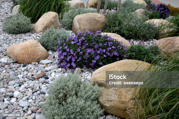 Ornamental Flower Bed With Perennial Pine And Gray Granite Boulders Mulched Bark And Pebbles In An Urban Setting Near The Parking Lot Shopping Center Stock Photo - Download Image Now
