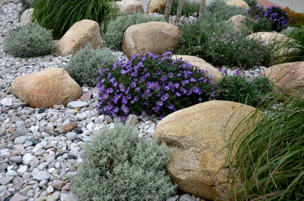 Photo of ornamental flower bed with perennial pine and gray granite boulders, mulched bark and pebbles in an urban setting near the parking lot shopping center.