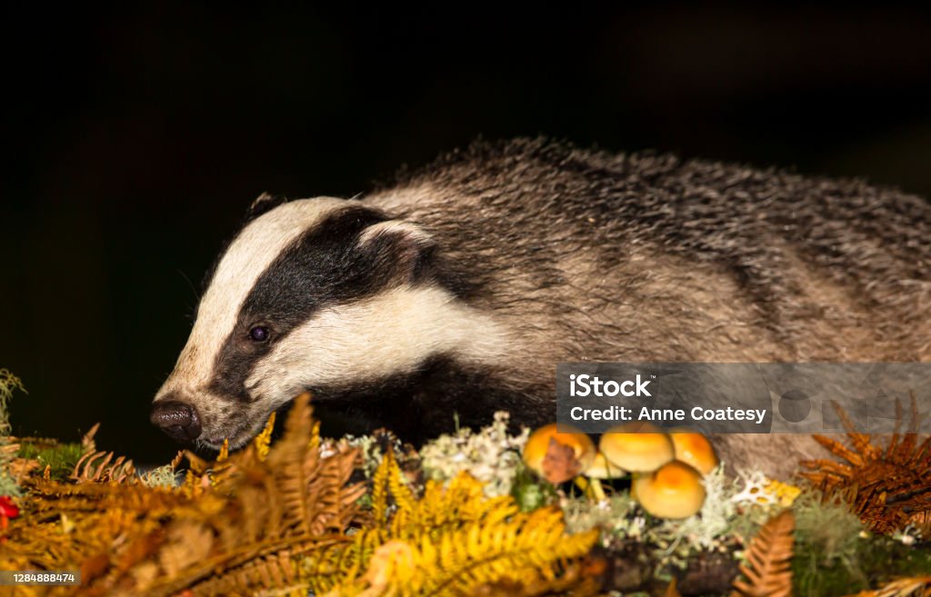 Close up of a wild badger foraging at night in natural woodland habitat Badger (Scientific name: Meles Meles)  Close up of a wild, native badger, foraging at night in Autumn with golden ferns and toadstools.  Natural woodland habitat.  Facing left.  Horizontal.  Space for copy. Animal Culling Stock Photo
