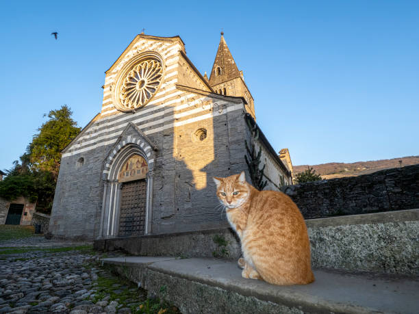 cat near Fieschi church basilica in Lavagna cat near Fieschi church basilica in Lavagna Italy lavagna stock pictures, royalty-free photos & images