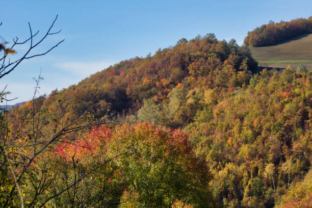 istock multicolored tree foliage in autumn landscape on the hills 1284889786