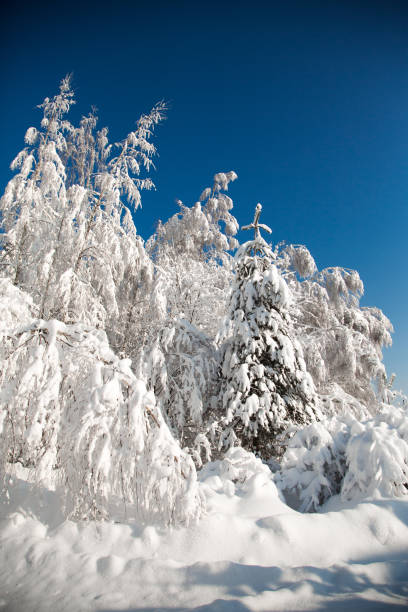 istock Cold snowy winter in the forest 1284890911