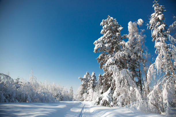 istock Cold snowy winter in the forest 1284891022