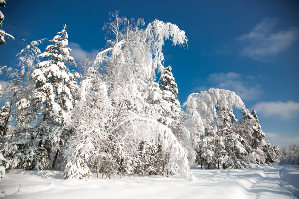 istock Cold snowy winter in the forest 1284891357