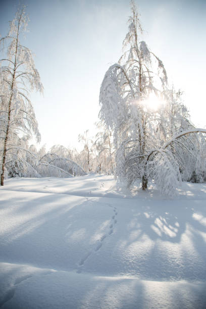 istock Cold snowy winter in the forest 1284891361