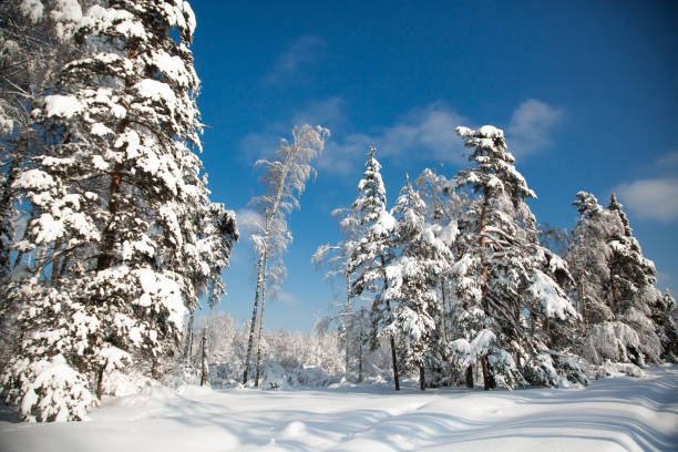 istock Cold snowy winter in the forest 1284891410