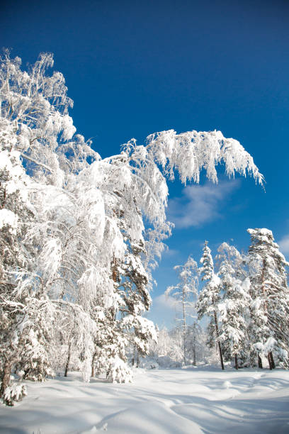 istock Cold snowy winter in the forest 1284891428