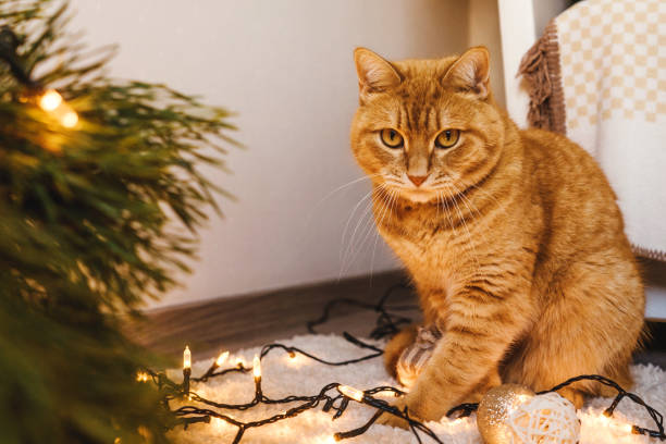 istock Ginger cat sit near the Christmas tree. 1284891513