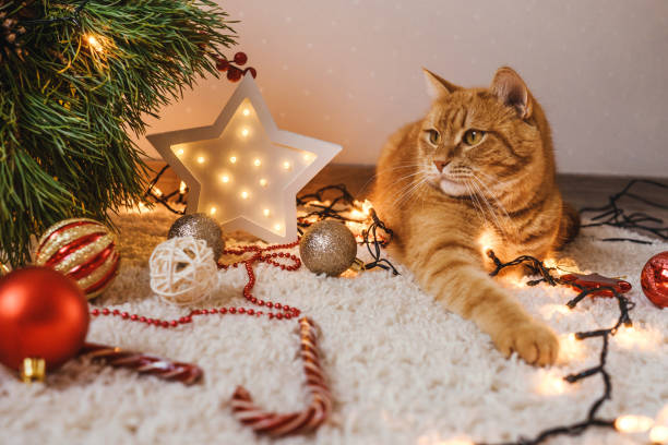 istock Ginger cat lie near the Christmas tree. 1284891514