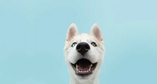 Photo of Close-up husky puppy dog with colored eyes and happy expression. Isolated on blue background.