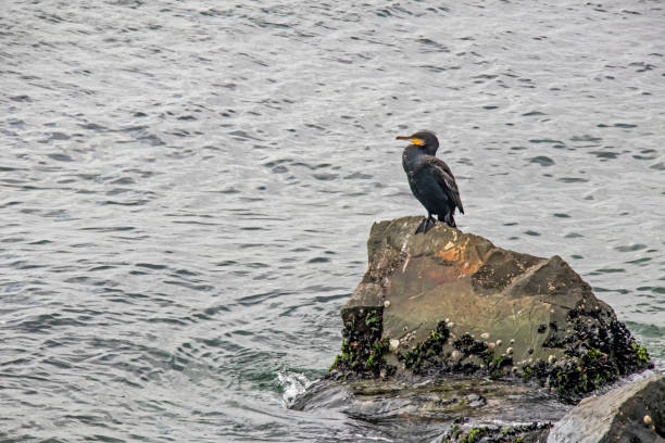 istock cormorant on cliffs in the sea 1284892566
