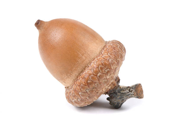 istock Acorn of an oak tree isolated on white 1284892678