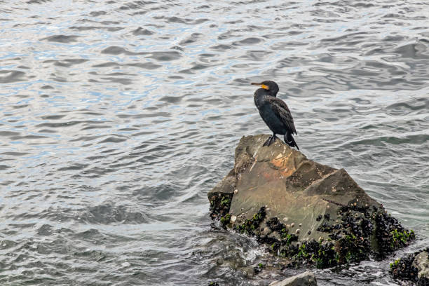 istock cormorant on cliffs in the sea 1284892681