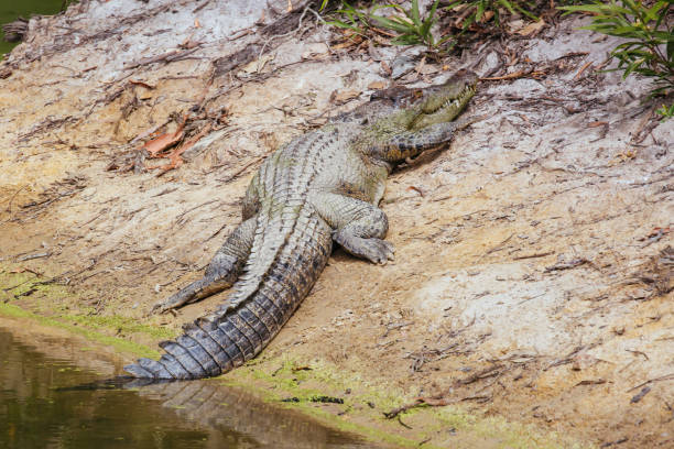istock Queensland Crocodile in Rural Australia 1284892975