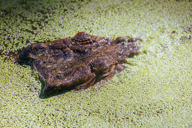 istock Queensland Crocodile in Rural Australia 1284892977