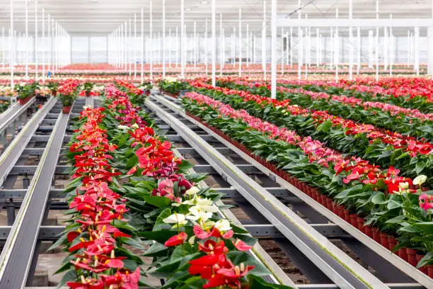 Anthurium flowering plant cultivation in a industrial greenhouse.