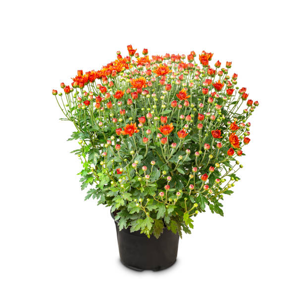 istock Bush chrysanthemums with young buds 1284896668
