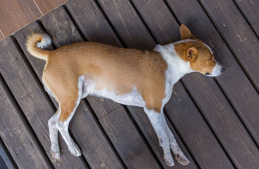 Top view on mature tired basenji male dog sleeping on a wooden floor