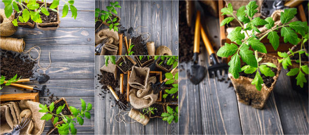 collage set seedlings tomatoes in peat pot at old wooden board - agriculture bed botany copy space imagens e fotografias de stock