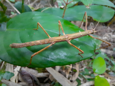 Insect of the genus Phasmatodea found in the Atlantic forest on the southeastern coast of Brazil