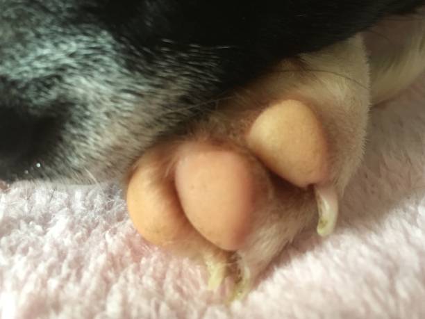 istock Puppy love, sleeping puppy close up face and paws 1284898464