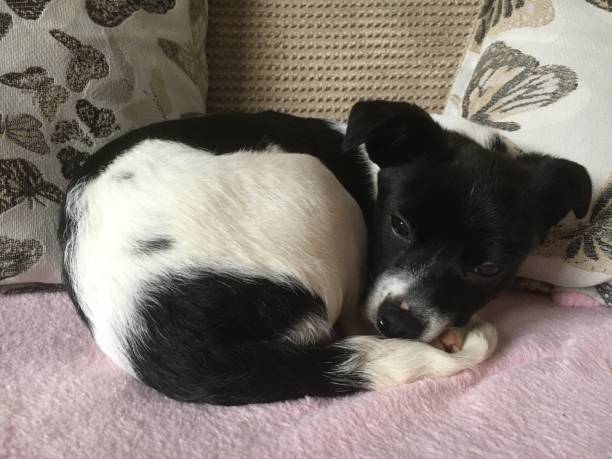 istock Puppy love, puppy close up sleeping 1284898553
